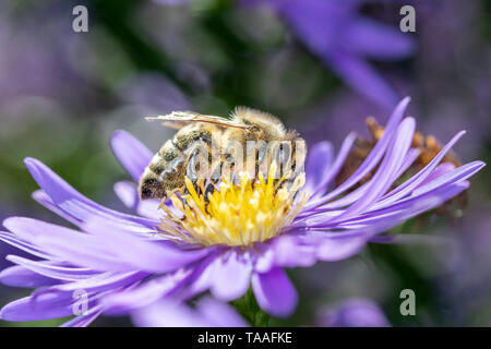 Western honeybee - Apis mellifera - raccogliere il polline in un aster Foto Stock