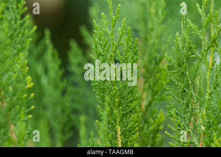 Foglie verdi texture monsone di sfondo Foto Stock