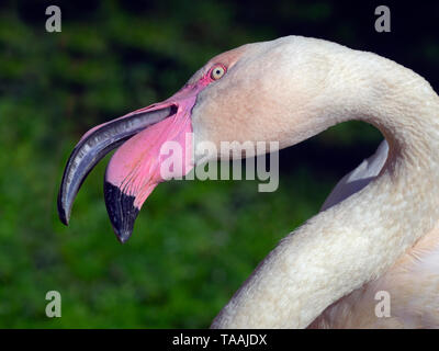 Fenicottero rosa Phoenicopterus ruber diverbio con la vicina bird Foto Stock