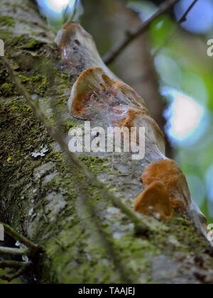 Phellinus fungo su susino Foto Stock