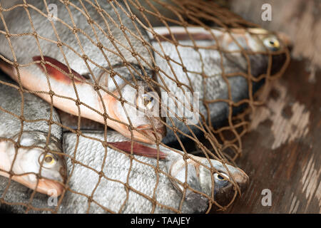 Il pesce catturato in una rete da pesca è a bordo di una barca. Ci sono quattro orate in una marcia illegale. Foto Stock