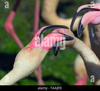 Fenicottero rosa Phoenicopterus ruber diverbio con la vicina bird Foto Stock