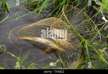 Molti pesci catturati sono in un cesto di pesca in acqua. Foto Stock