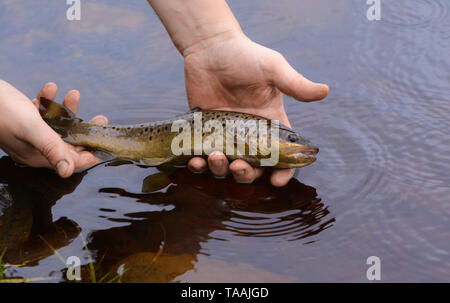 La trota di fiume (Salmo trutta) è in mani maschili in acqua. L'uomo caucasico è quello di liberare il pescato little salmon per il suo habitat naturale. Foto Stock