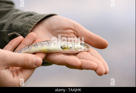 Il pesce morto di salmone è nelle mani dell'uomo all'aperto. Foto Stock