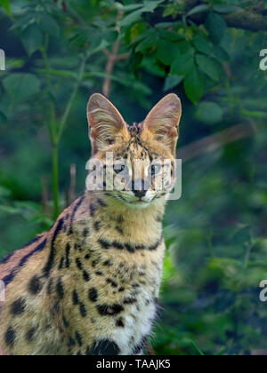 Serval Leptailurus serval captive ritratto Foto Stock