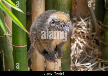 La minore orientale bamboo lemur (Hapalemur griseus), noto anche come il grigio lemure di bambù, è un piccolo lemuri endemici del Madagascar, con tre noti sotto Foto Stock