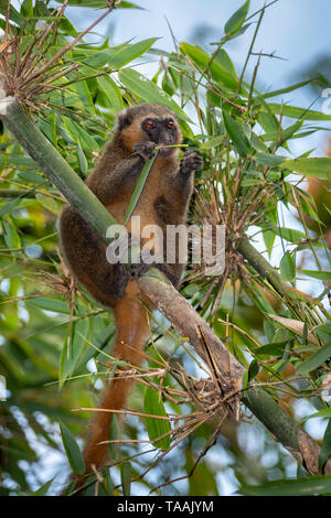 La minore orientale bamboo lemur (Hapalemur griseus), noto anche come il grigio lemure di bambù, è un piccolo lemuri endemici del Madagascar, con tre noti sotto Foto Stock