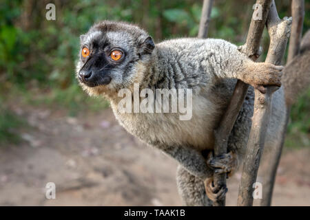 Il comune lemure marrone (il Eulemur fulvus) è una specie di lemuri nella famiglia Lemuridae. Si è trovato in Madagascar e Mayotte Foto Stock