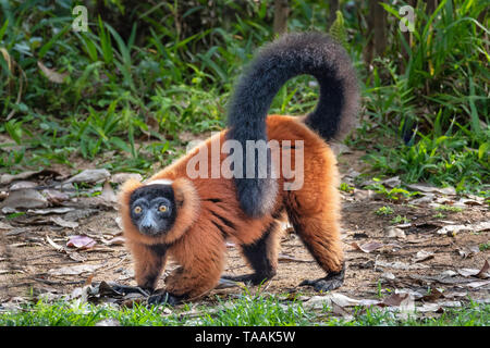 Il rosso lemure ruffed (Varecia rubra) è una specie in via di estinzione del lemure ruffed, uno dei due che sono endemiche per l'isola di Madagascar. Foto Stock