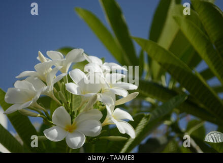 Fiori di gelsomino nella mia backyeard Foto Stock