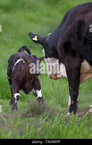 Vacca di vitello (Bos taurus) Foto Stock