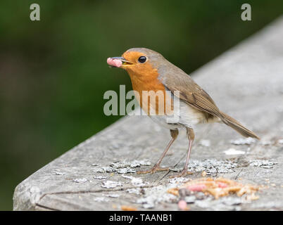 Unione Robin (Erithacus rubecula) Foto Stock