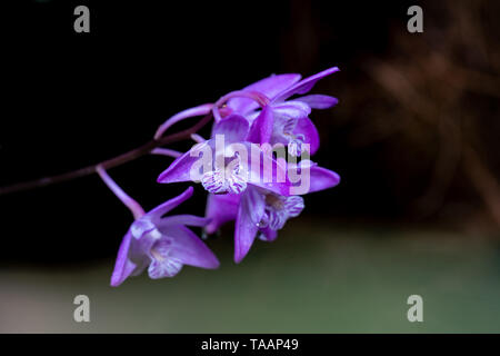 Macro close up più bella viola dendrobium kingianum fiori di orchidea con focus su pistilli e polline e sfocata sfondo bokeh di fondo Foto Stock