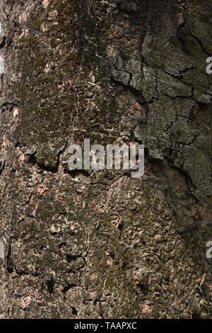 Albizia lebbeck benth tropici o Siris corteccia sul AJC Bose indiano Giardino Botanico, quella di Howrah, Calcutta, India. Foto Stock