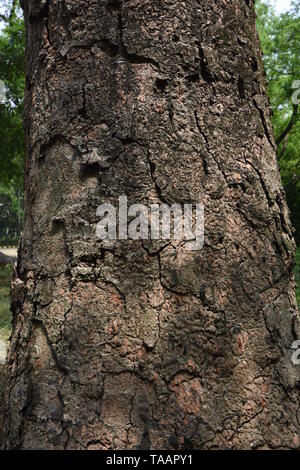 Albizia lebbeck benth tropici o Siris corteccia sul AJC Bose indiano Giardino Botanico, quella di Howrah, Calcutta, India. Foto Stock