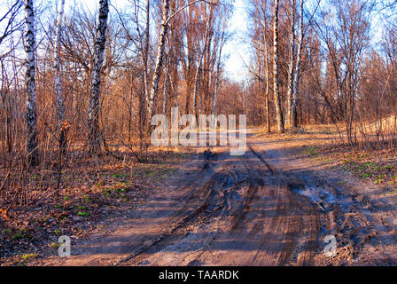 Cattiva strada sterrata danneggiato da pioggia e neve passa attraverso un bosco di betulle, contro una molla blu cielo Foto Stock