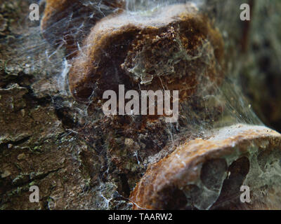 Fungo Phellinus su albero,close up Foto Stock