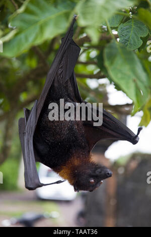 Grande Flying Fox o frutta bat (Pteropus vampyrus) appeso a un albero a Bali Indonesia Foto Stock