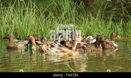 Anatre nuotare in acqua Foto Stock