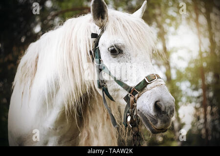 Ritratto di un bel cavallo bianco con una lunga criniera, in piedi contro una foresta di pini, illuminato dalla luce del sole. Foto Stock