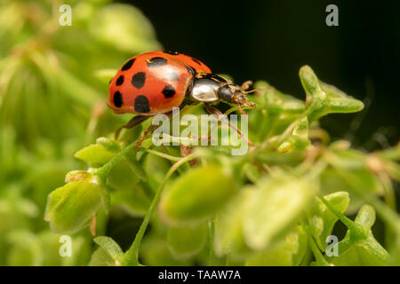 Arlecchino o Asian lady beetle (lat. Harmonia axyridis) RED ONE Foto Stock