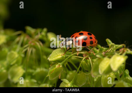 Arlecchino o Asian lady beetle (lat. Harmonia axyridis) RED ONE Foto Stock