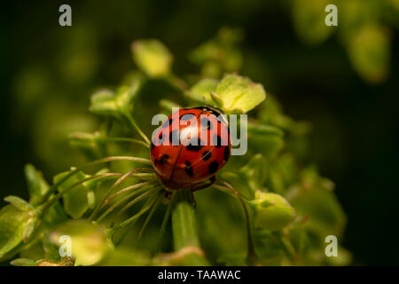 Arlecchino o Asian lady beetle (lat. Harmonia axyridis) RED ONE Foto Stock