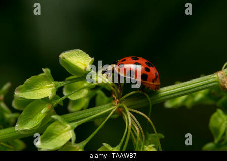 Arlecchino o Asian lady beetle (lat. Harmonia axyridis) RED ONE Foto Stock