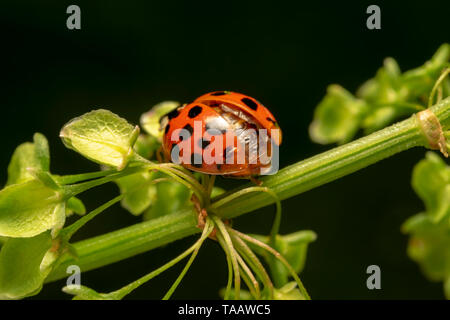 Arlecchino o Asian lady beetle (lat. Harmonia axyridis) RED ONE Foto Stock