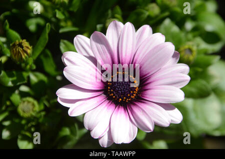 Vicino sul viola fiore a margherita con ambiente naural come sfondo Foto Stock