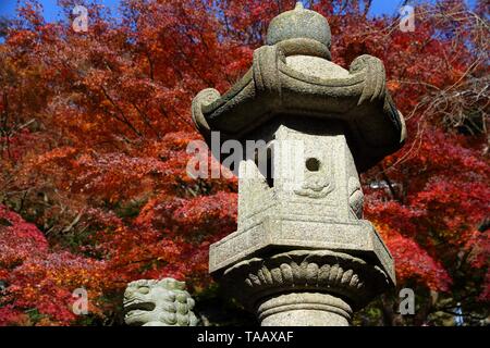 Foglie di autunno in Giappone - rosso momiji foglie (acero) nel parco di Kamakura. Foto Stock