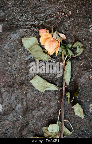 Rose di amore perduto calpestato su strada. inutili e di speranze non soddisfatte e sentimenti di concetto Foto Stock