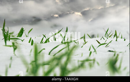 Agricoltura del Nord. Resistente al gelo di grano di inverno sotto la prima neve. Un breve giornata invernale con nuvole che vengono illuminate dal sole basso. Close-up, Foto Stock