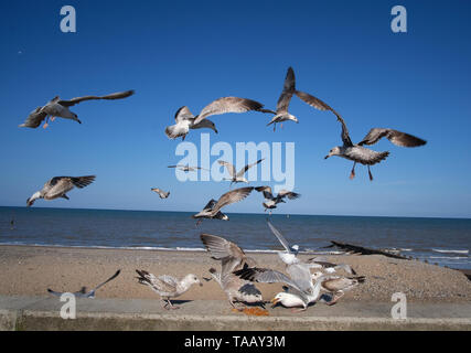 Seagull in mare l'impostazione. Foto Stock