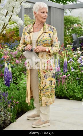 A Dame Judi Dench è stato presentato un albero di alci seghero per lanciare il rielming della campagna britannica a partire da quest'anno. Hillier Nurseries, RHS Chelsea Flower Show, Royal Hospital, Londra. REGNO UNITO Foto Stock
