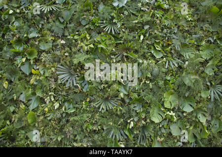 Foglie di colore verde, parete street decorazione ambientale Foto Stock