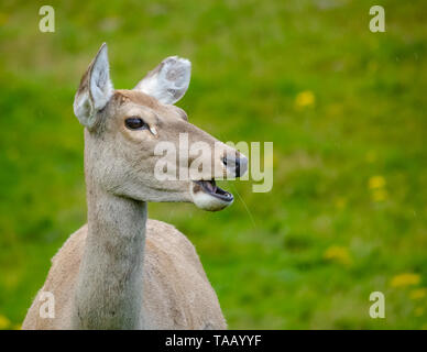 Un ritratto di femmina rosso cervo (Cervus elaphus), o hind, stare allerta per pericolo. Foto Stock