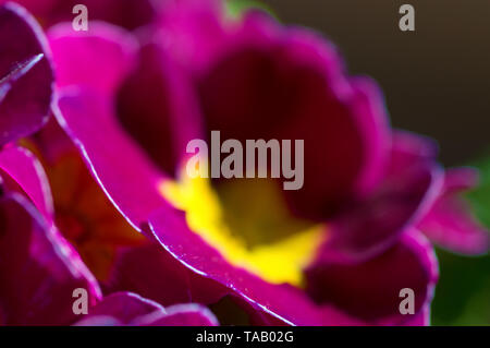 Un close-up immagine di una rosa e giallo primrose prese con un obiettivo macro. Foto Stock