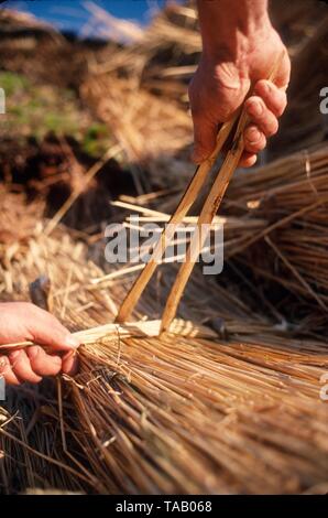 Pushing in reeding pins on thatched roof Foto Stock