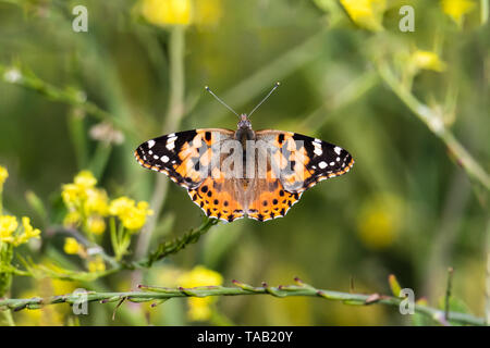 Dipinto di Lady Butterfly alimentazione da un fiore di senape sulla costa della California. Ali stese; piante in background. Foto Stock