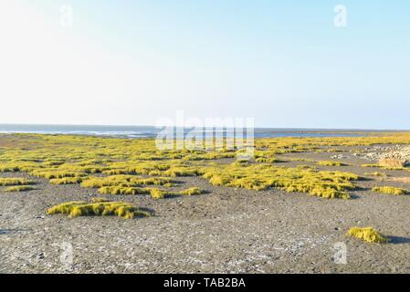 Gaomei Zone umide in Taichung, Taiwan Foto Stock