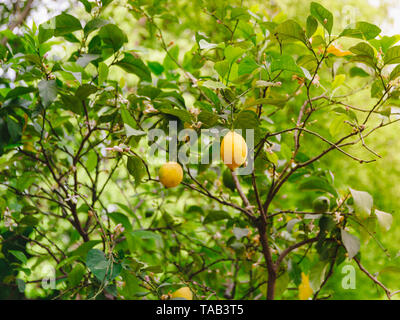 Lemon Tree con i limoni durante la fioritura e la maturazione in un giardino di primavera. Foto Stock