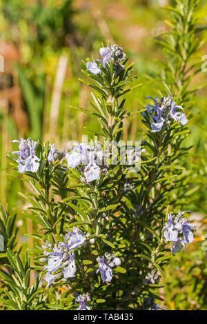 Una boccola di rosmarino che cresce in un orto nel nord est Italia. Rosmarinus officinalis è un woody, erbe perenni Foto Stock