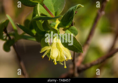 Un siberiano arbusto Honeyberry crescendo in un giardino nel nord est Italia. Lonicera caerulea - noto anche come Haskap Berry, Blue-Berried caprifoglio, Deepblu Foto Stock