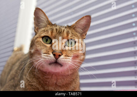 Gatto bengala. Ritratto unico maschio adulto seduto davanti alla finestra cieco, England, Regno Unito Foto Stock