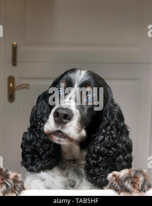 Springer spaniel, maschi adulti di età compresa tra i 10, il salto di abbaiare all interno porta stabile Foto Stock