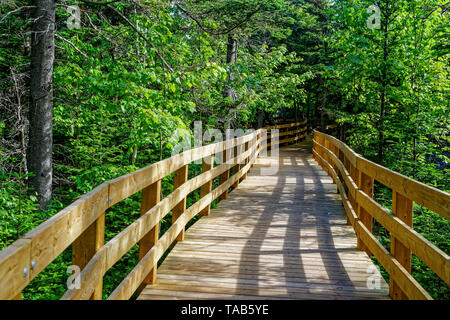 Il Boardwalk, parte del sentiero, attraverso le zone umide e attraverso la foresta a Greenwich, Prince Edward Island National Park, PEI, Canada Foto Stock
