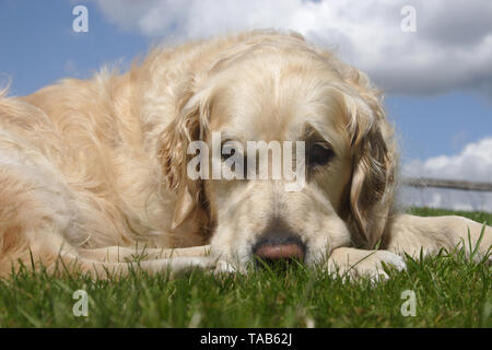 Il golden retriever, cane adulto sdraiati sull'erba con la testa appoggiata sulle zampe Foto Stock