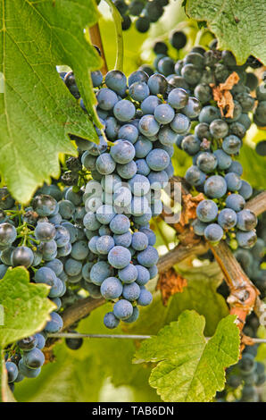 Uve Cabernet Sauvignon crescente sulla vite Foto Stock